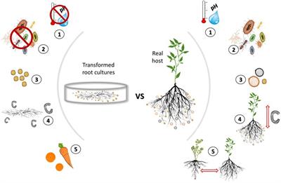 In vitro Propagation of Arbuscular Mycorrhizal Fungi May Drive Fungal Evolution